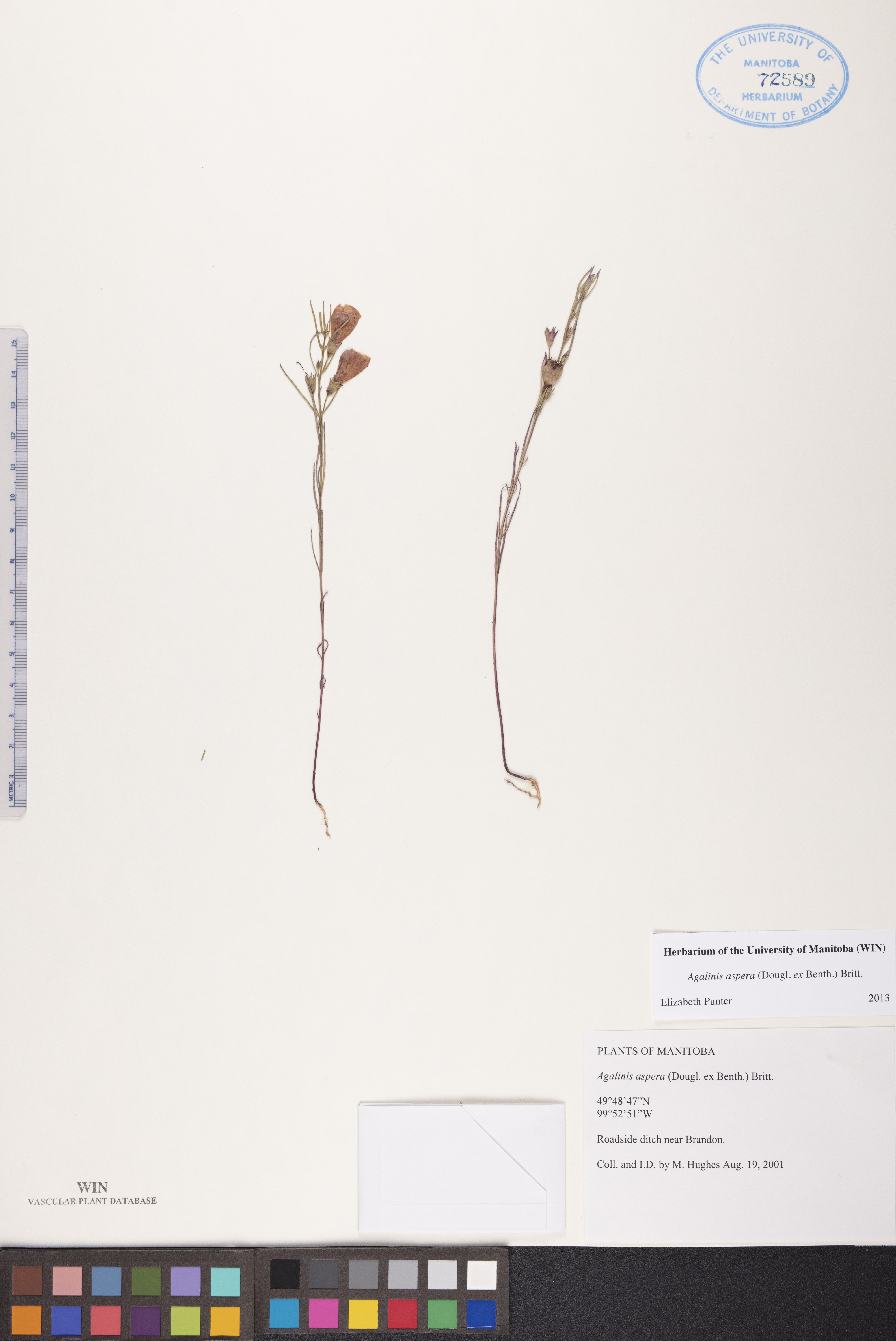 Agalinis aspera image